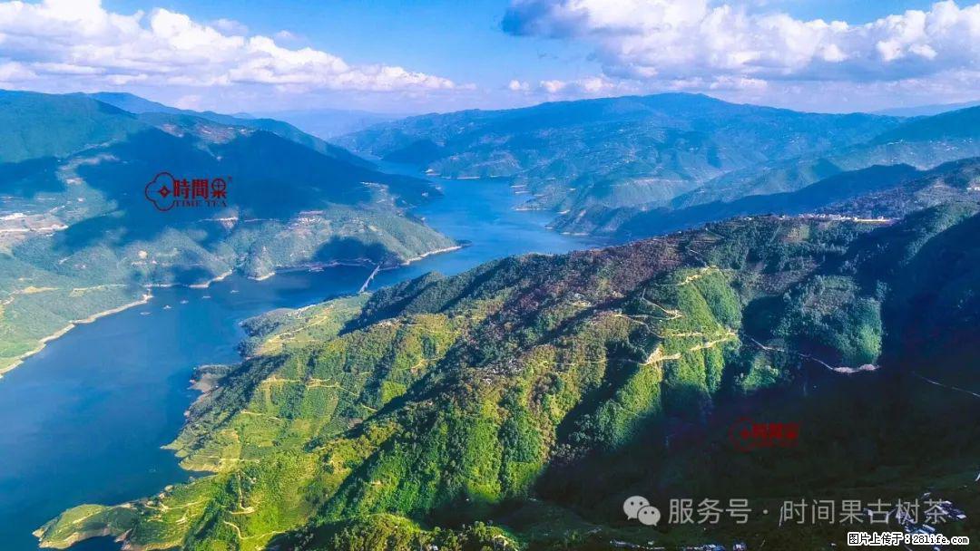 时间果百年古树龙珠普洱生茶 - 购物交流 - 咸阳生活社区 - 咸阳28生活网 xianyang.28life.com