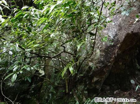 平乐石崖茶，珍贵仅次于金花茶 - 咸阳生活资讯 - 咸阳28生活网 xianyang.28life.com