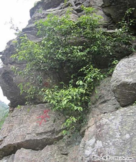 平乐石崖茶，珍贵仅次于金花茶 - 咸阳生活资讯 - 咸阳28生活网 xianyang.28life.com