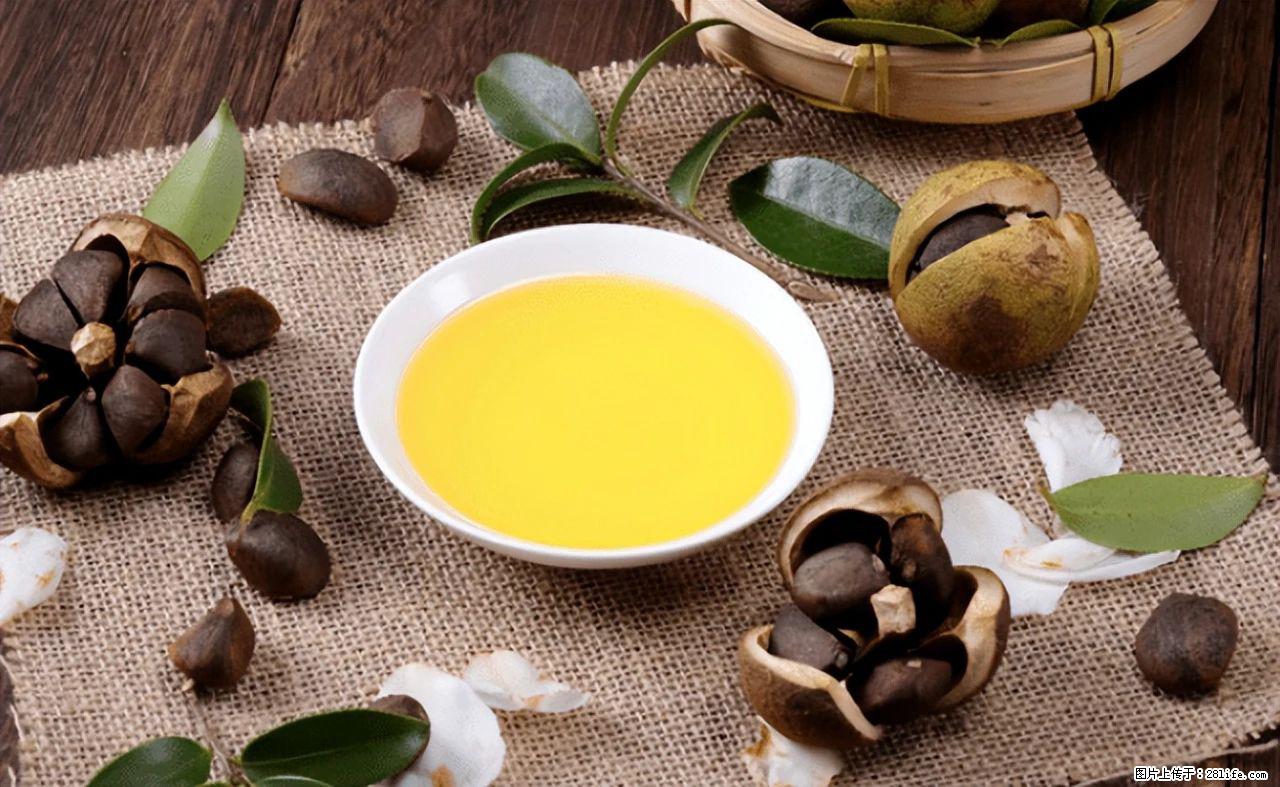 揭秘茶油的5大核心营养成分！被称为人体健康的“守护盾”！ - 咸阳生活资讯 - 咸阳28生活网 xianyang.28life.com