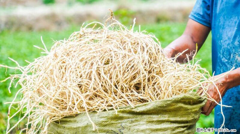 堪称“最难吃”的蔬菜,却是 “抗辐射神器”,还能护肺、清热、止咳化痰! - 咸阳生活资讯 - 咸阳28生活网 xianyang.28life.com