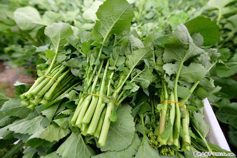 这些蔬菜是“天然钙片”，这6种被医生重点推荐 - 咸阳生活资讯 - 咸阳28生活网 xianyang.28life.com